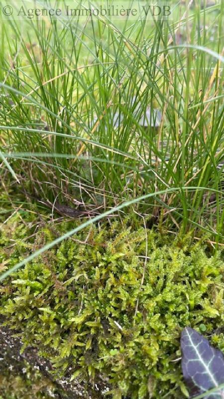 Terrain constructible - 235 m²