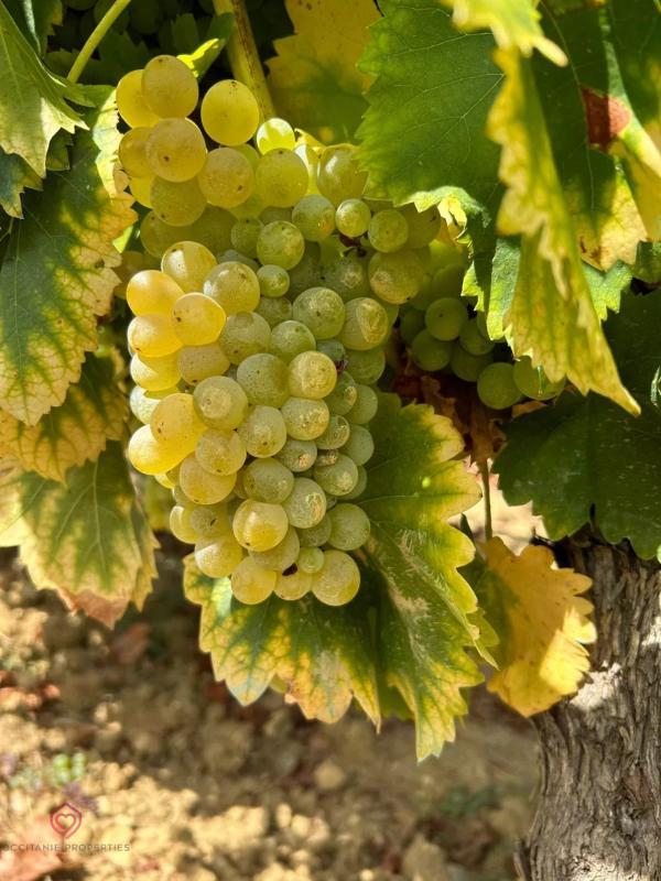 Demeure - 224 m² - 7 pièces