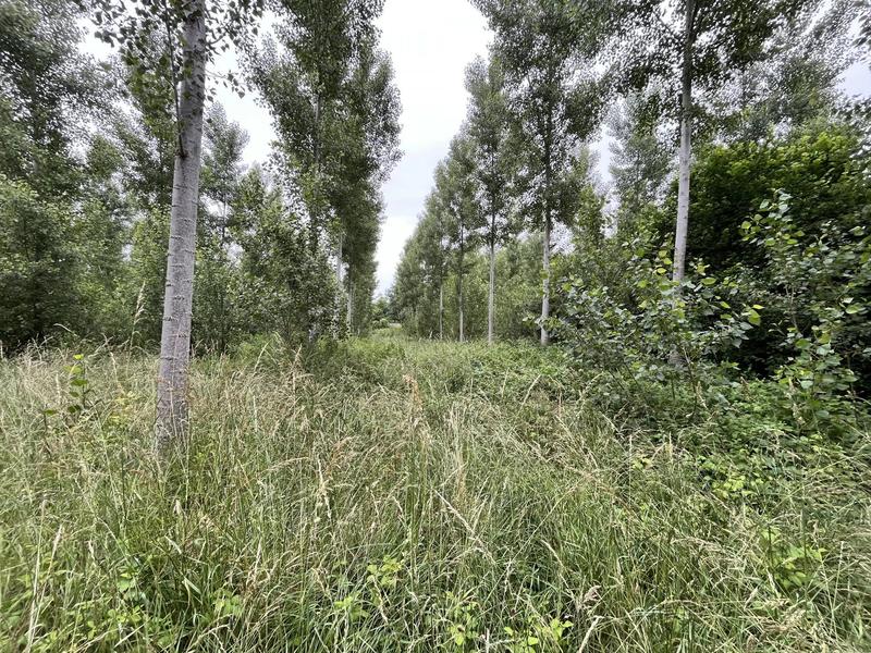 Terrain - 81 675 m²