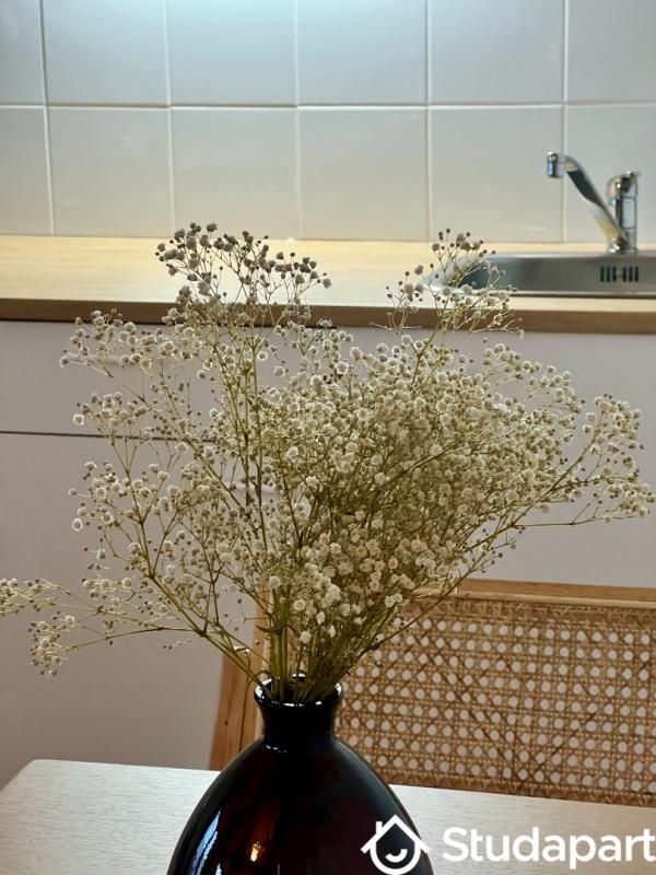 Appartement - 34 m² - 1 pièce