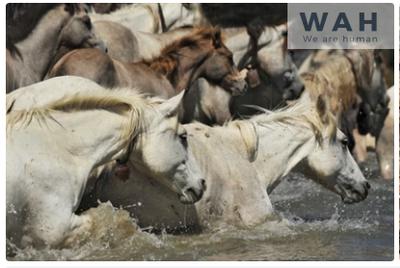 Appartement - 52 m² - 3 pièces