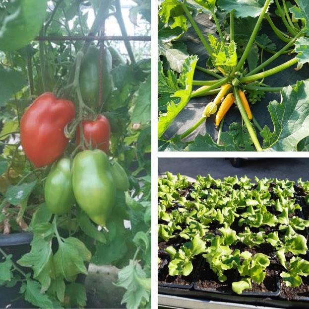 Aux Serres Hermitoises