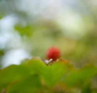Exposition les "Arbres joie" à la galerie Felgines