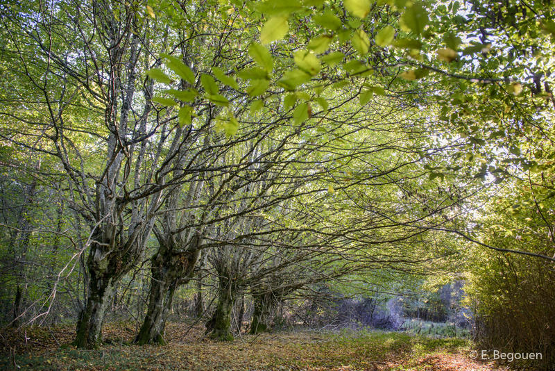 Sortie photo dans l'Ens de la Forêt domaniale des Abbayes