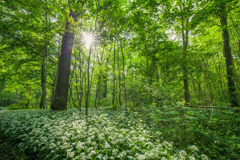 Bois des Hautois – le pouvoir des arbres
