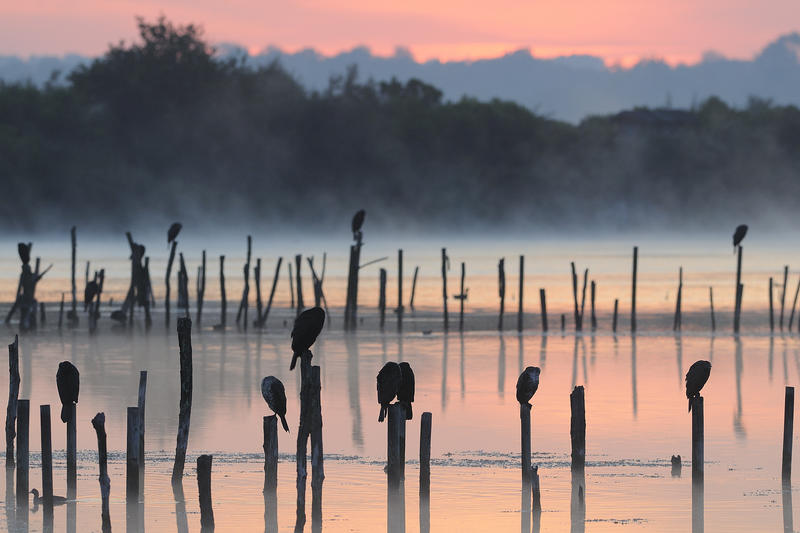 Balade au lever du jour dans la Réserve Ornithologique du Teich