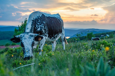 Transhumance de la ferme auberge du Treh
