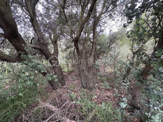 Terrain agricole - 10 160 m²