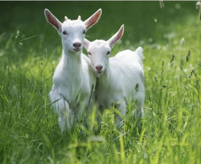 Fermette - 110 m² - 4 pièces