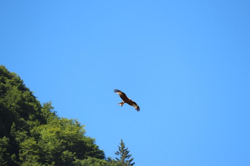 Sous les ailes des montagnes
