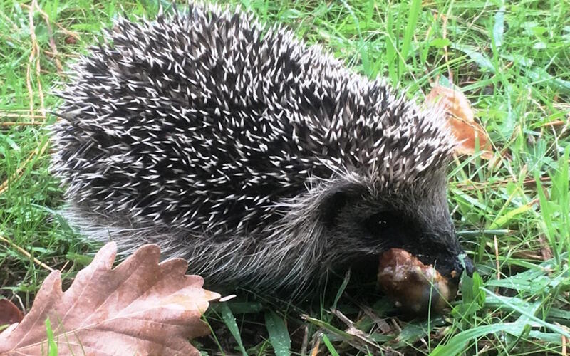 Jardin botanique littoral : Accueillir la faune auxiliaire au jardin