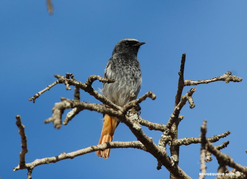 Sortie naturaliste : initiation à l’ornithologie