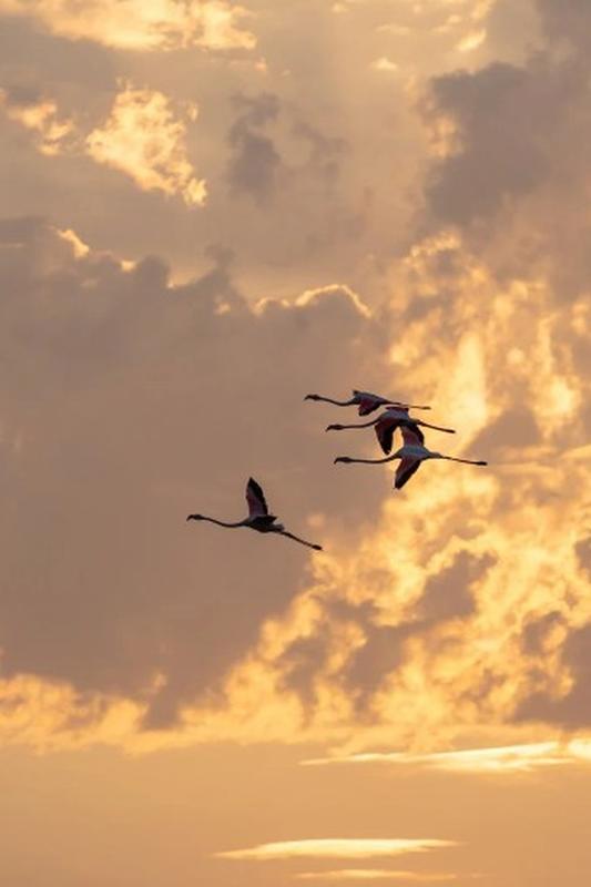 Lever du soleil dans le choeur de l'aube