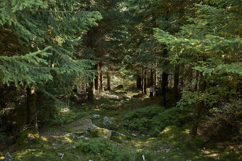 Sentiers Plaisir : Forêts, je vous aime !