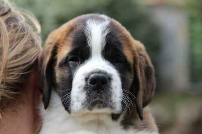 Elevage et pension canine familiale des gardiens de la pia