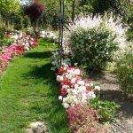 Les Camellias de la Prairie