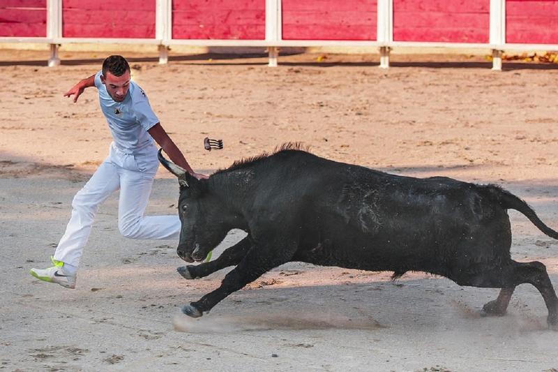 Course camarguaise - Course complète de taureaux jeunes
