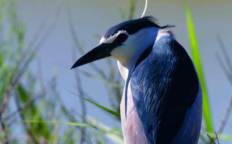 Observation des oiseaux pour la journée mondiale des migrateurs