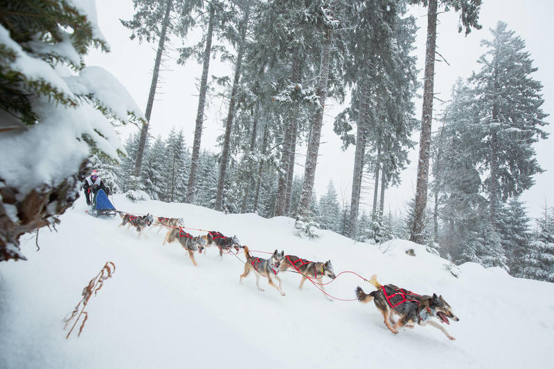 Course de chiens de traîneaux