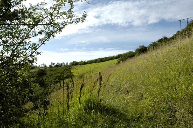 Balade nature - Chasse aux papillons