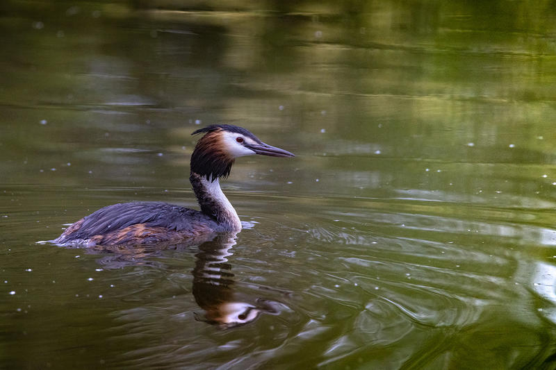 Lac d'Ardres - a la découverte du Grèbe huppé