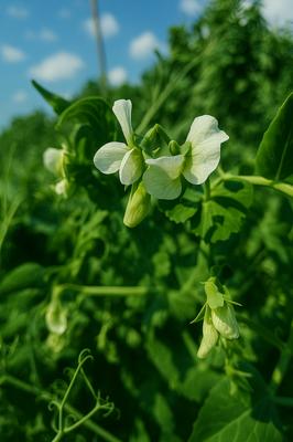 La ferme des roselières