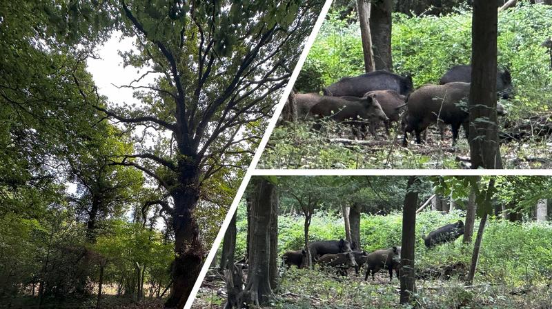 Terrain de loisirs - 850 000 m²