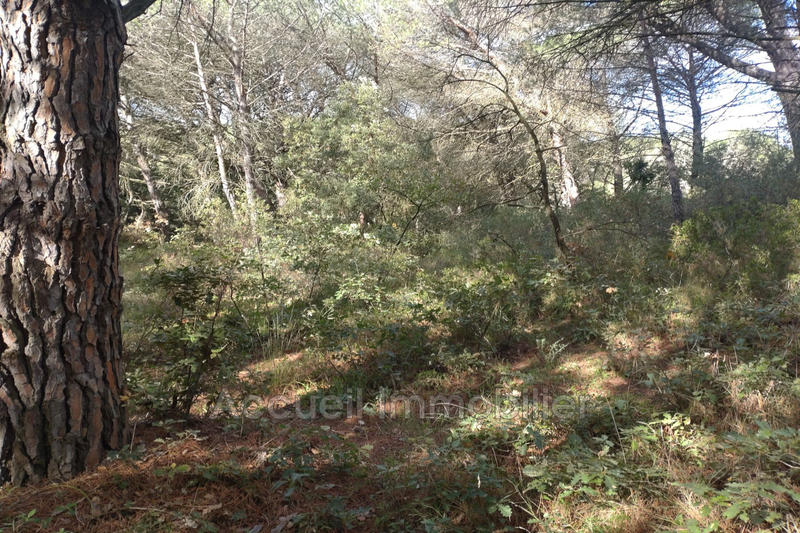 Terrain - 10 000 m²