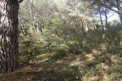 Terrain - 10 000 m²