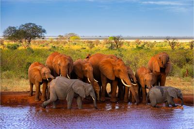 Exposition de photographies animalières - Kenya - Joyau de l’Afrique