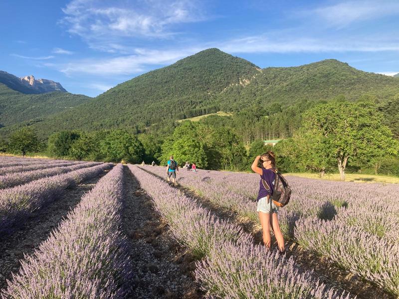 Randonnée familiale dans les champs de lavande du Vercors