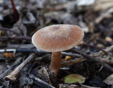 Rendez-vous nature : les champignons