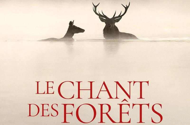 Cinéma | le chant des forêts