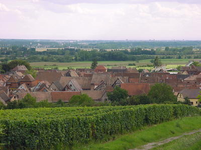 Visite commentée du Sentier viticole de Bergheim
