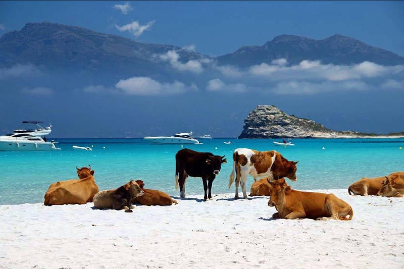 Demeure - 295 m² - 10 pièces