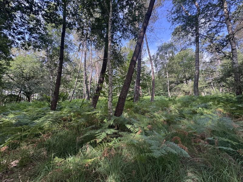 Terrain - 141 093 m²