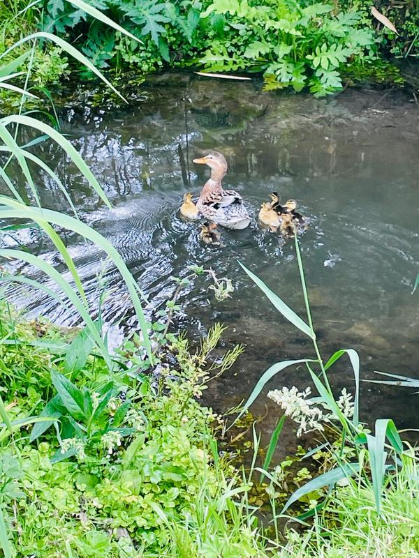 Maison de maîtres - 300 m² - 9 pièces