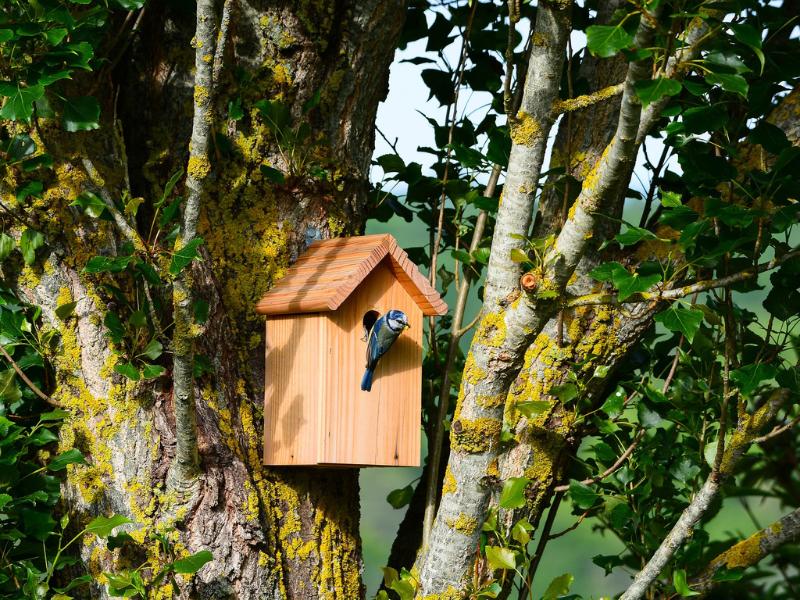 Semaine de la Biodiversité - Construction d'un nichoir à Oiseaux à Terres d'Oiseaux