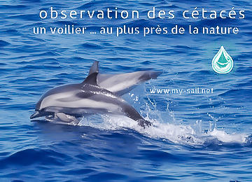 A la découverte des cétacés, Whale Watching Guadeloupe