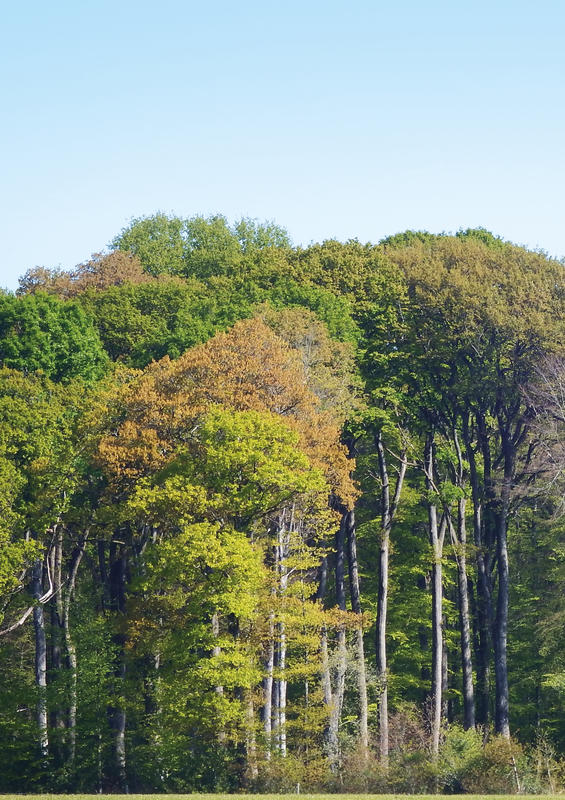 Balade Onf "Le bois à la loupe"