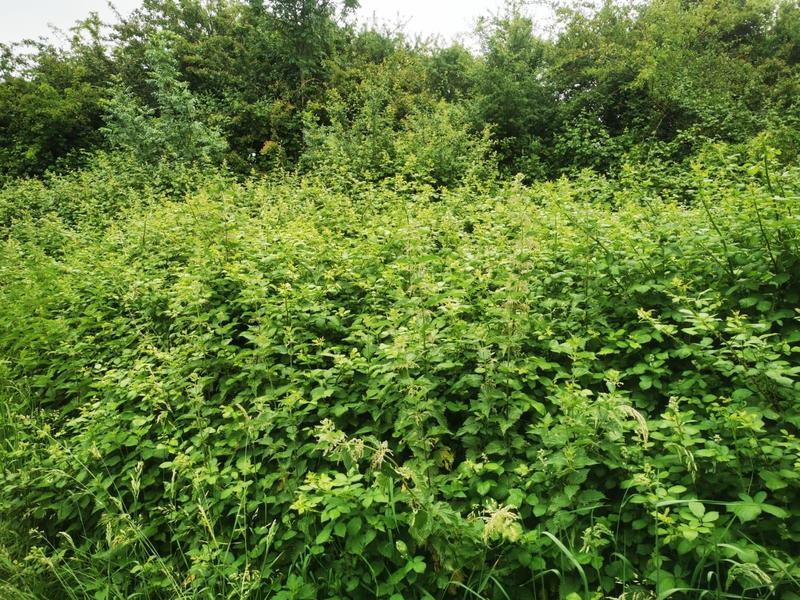 Terrain de loisirs - 9 295 m²