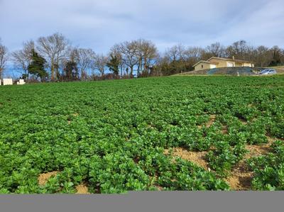 Terrain constructible - 1 148 m²