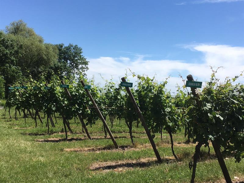 Visite guidée : la Cave du Vieil Armand