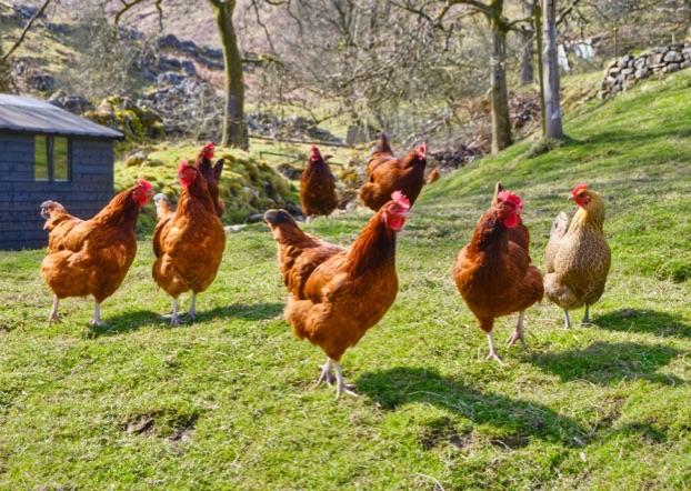 Gaec Ferme les Alizés