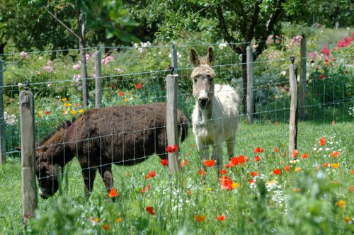Jardin aux Plantes Parfumées