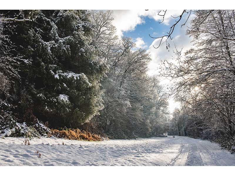 Sortie - la vie cachée du bois