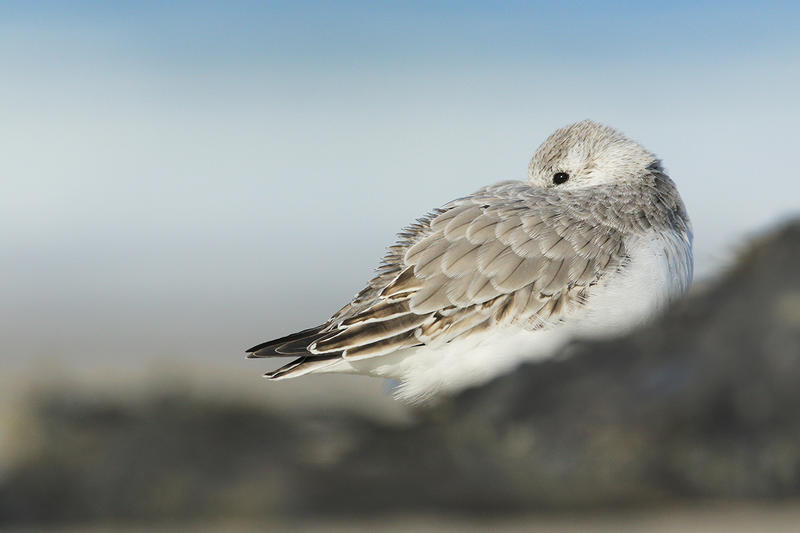Réserve Naturelle Nationale du Platier d'Oye - les oiseaux hivernants