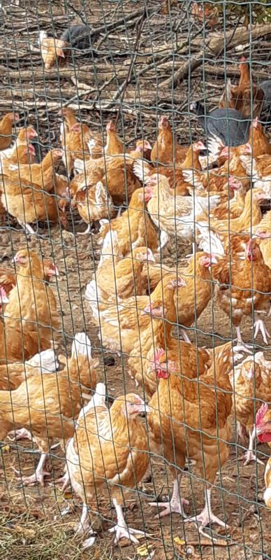 Poulet Néron - Nathalie Néron