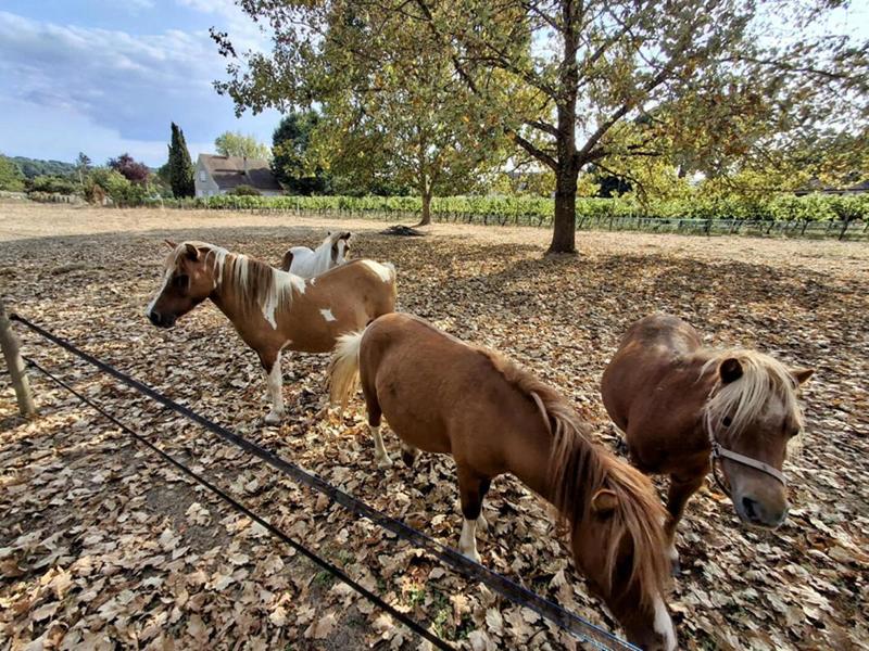 Maison - 170 m² - 4 pièces