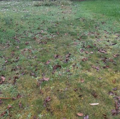 Terrain constructible - 219 m²